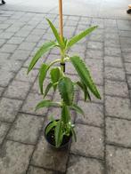 Kalanchoe, Ophalen