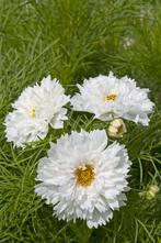 Cosmea dubbel wit zaden, Tuin en Terras, Bloembollen en Zaden, Ophalen of Verzenden, Voorjaar, Zaad, Volle zon