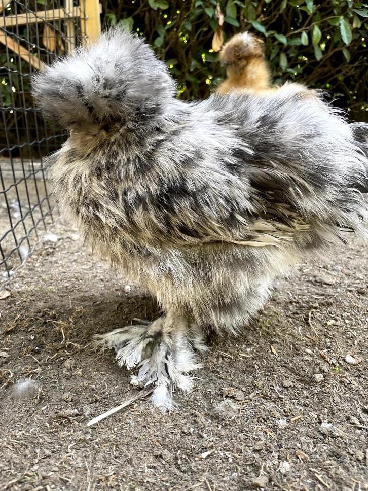 USA zijdehoen hennetje, Dieren en Toebehoren, Pluimvee, Kip, Vrouwelijk
