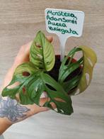 Monstera Adansonii auera variegata, Maison & Meubles, Plantes d'intérieur, Enlèvement ou Envoi