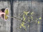 Jonge eik als bonsai, Tuin en Terras, Planten | Bomen, In pot, Minder dan 100 cm, Overige soorten, Ophalen