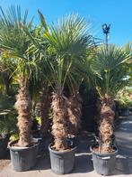 Trachycarpus fortunei 2€/cm stam. stammen tot 3.5m., Tuin en Terras, Ophalen of Verzenden