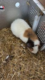 Us teddy . Cavia beer, Dieren en Toebehoren, Knaagdieren, Cavia, Mannelijk, Tam, September