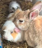 Konijn + hok, Vrouwelijk, Middelgroot, 3 tot 5 jaar