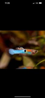 Endler guppy’s te koop, Dieren en Toebehoren, Vis, Zoetwatervis, Schoolvis
