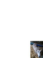 Ooi, Dieren en Toebehoren, Schapen, Geiten en Varkens, Vrouwelijk, Schaap, 3 tot 5 jaar