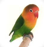 Fischerie MAN (DNA attest) uit 2024, Dieren en Toebehoren, Mannelijk, Dwergpapegaai of Agapornis, Geringd