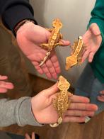 3x Wimpergekko gekko vrouw 2 jaar oud, Dieren en Toebehoren