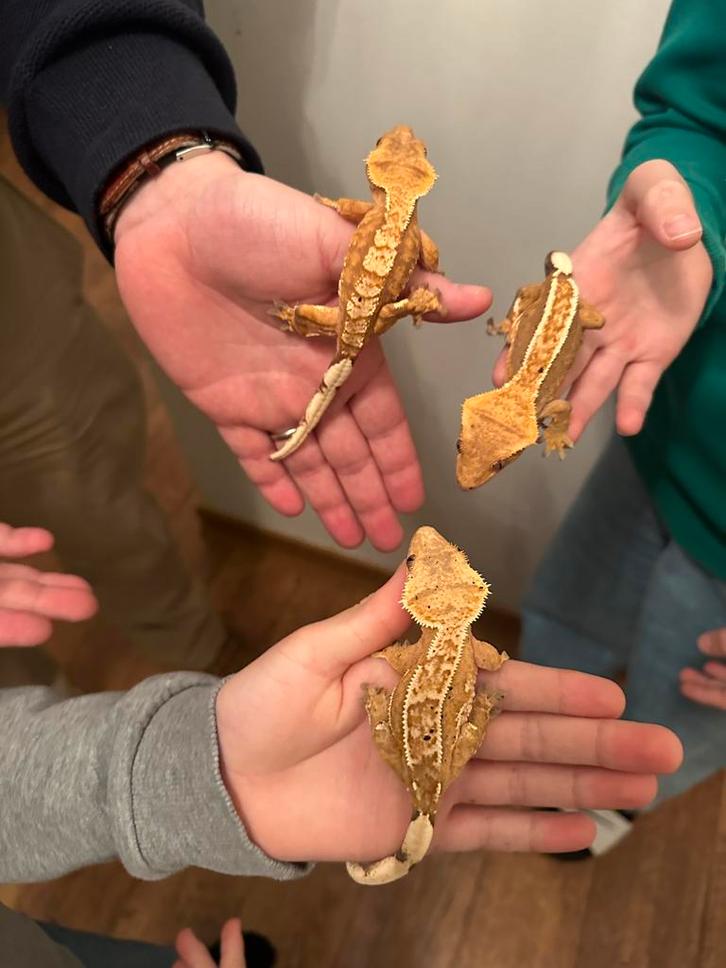 3x Wimpergekko gekko vrouw 2 jaar oud, Dieren en Toebehoren, Reptielen en Amfibieën