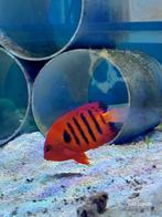 Zeevissen, Ophalen, Nieuw, Gevuld zeewateraquarium