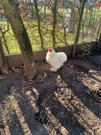 Cochin kriel haantje, Dieren en Toebehoren, Pluimvee