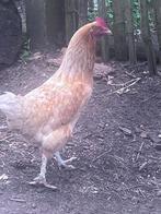 Bruine legkip hen te koop, Dieren en Toebehoren, Pluimvee, Vrouwelijk, Kip