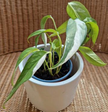 Epipremnum Pinnatum Albo Variegata beschikbaar voor biedingen