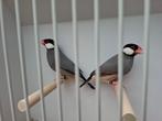 Rijstvogels, Meerdere dieren, Tropenvogel, Geringd
