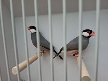 Rijstvogels beschikbaar voor biedingen