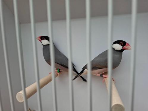 Rijstvogels, Dieren en Toebehoren, Vogels | Overige Vogels, Tropenvogel, Meerdere dieren, Geringd