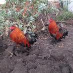 GRATIS TWEE BROERS HANEN, Dieren en Toebehoren