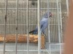 Halsband parkiet, Animaux & Accessoires, Oiseaux | Oiseaux Autre
