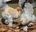 Brahma, Dieren en Toebehoren, Pluimvee, Vrouwelijk, Kip