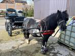 Enkelspan pony tuig, Dieren en Toebehoren, Paarden en Pony's | Hoofdstellen en Tuigage, Ophalen, Zo goed als nieuw