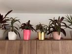 Kamerplant Tradescantia spathacea 27cm-33cm hoog, Enlèvement