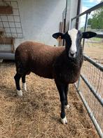 Zwartbles dekram, Mannelijk, Schaap, 0 tot 2 jaar