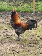 Haan, Dieren en Toebehoren, Pluimvee, Mannelijk, Overige soorten