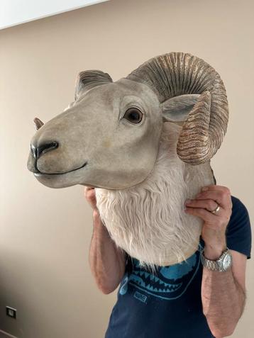 Wanddecoratie grote  kop ram beschikbaar voor biedingen