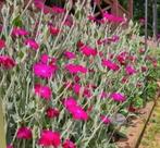 Semences coquelourdes vivaces, Jardin & Terrasse, Enlèvement ou Envoi