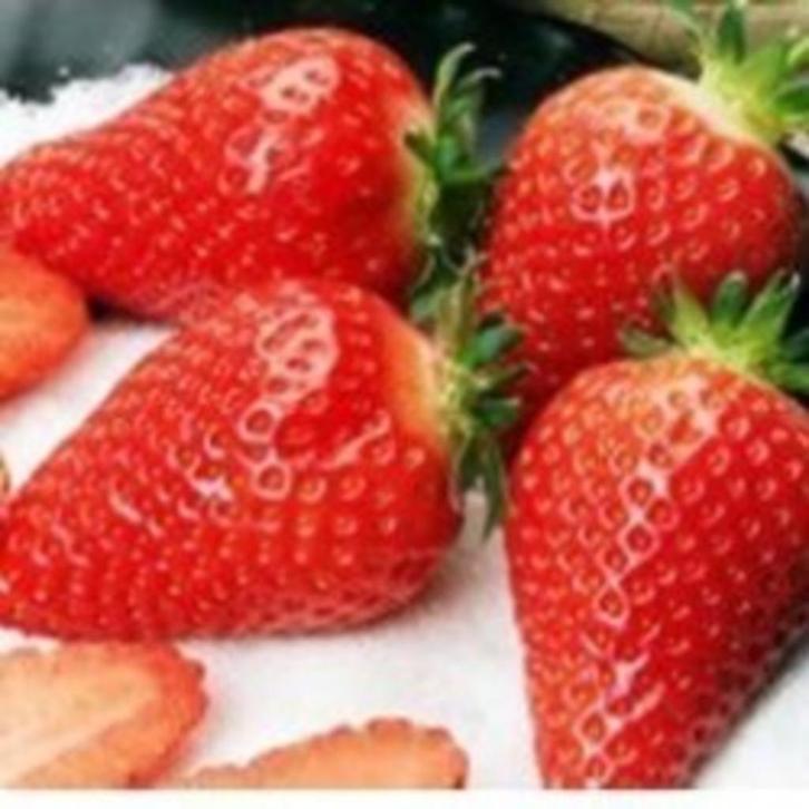 Aardbeiplanten Elsanta, Tuin en Terras, Planten | Tuinplanten, Eenjarig, Fruitplanten, Volle zon, Lente, Ophalen