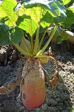 Voederbieten te koop, Ophalen, Nieuw