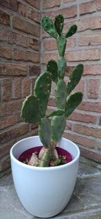 cactus 50 cm hoog met pot, Huis en Inrichting, Kamerplanten, Ophalen, Minder dan 100 cm, Bloeiende kamerplant, Volle zon
