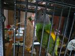 Senegal papegaai,/bonte boer., Dieren en Toebehoren, Vogels | Parkieten en Papegaaien, Vrouwelijk, Papegaai, Geringd