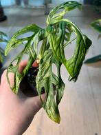 Monstera Adansonii Indonesian Marble Variegata, Huis en Inrichting, Kamerplanten, Ophalen of Verzenden