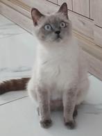Britse korthaar herplaatser, Poes, Gechipt, 0 tot 2 jaar