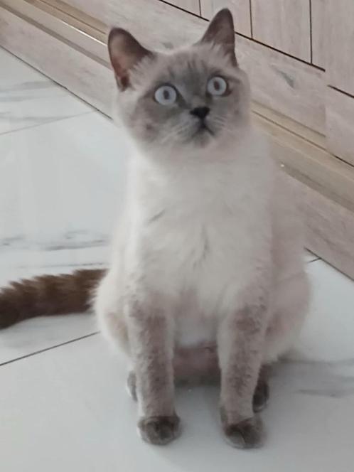 Britse korthaar herplaatser, Dieren en Toebehoren, Katten en Kittens | Raskatten | Korthaar, Poes, 0 tot 2 jaar, Gechipt, Ontwormd