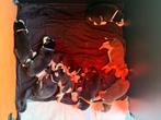 Siberische husky pups (nog maar 1 beschikbaar), Dieren en Toebehoren, België, Fokker | Hobbymatig, 8 tot 15 weken, CDV (hondenziekte)