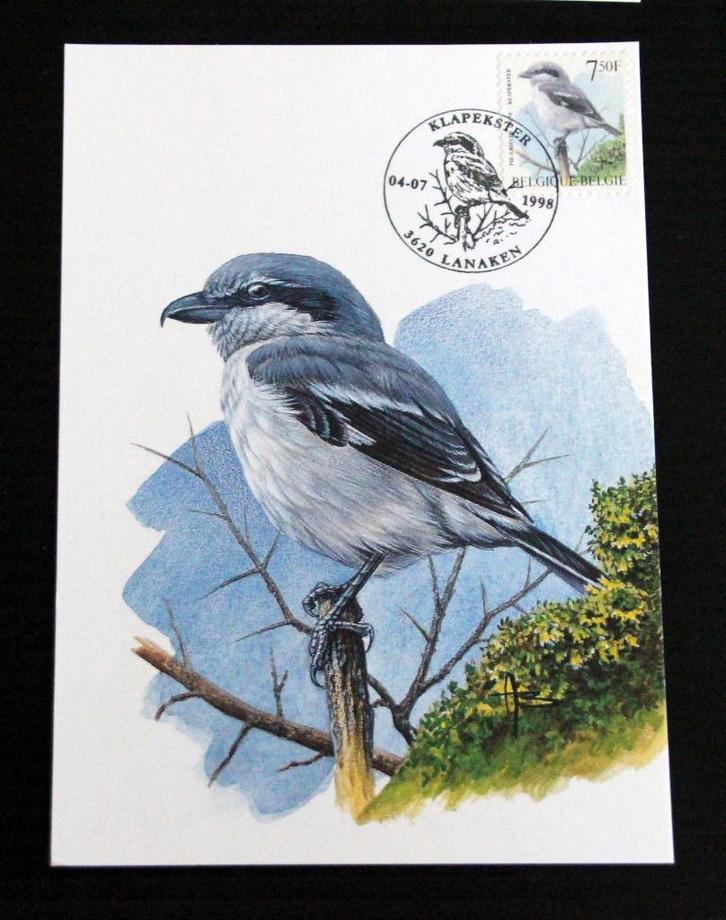 André Buzin Belgie 1998 klapekster maximumkaart vogels birds, Postzegels en Munten, Bankbiljetten | België, Verzenden
