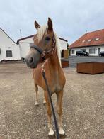 Haflinger jaarling merrie, Dieren en Toebehoren, Merrie, Met stamboom, 0 tot 2 jaar