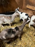 Dwerggeitjes, Dieren en Toebehoren, Schapen, Geiten en Varkens