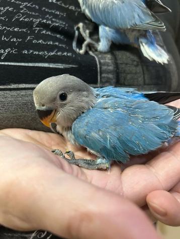 Agapornis roseicollie handtam, Dieren en Toebehoren, Tam
