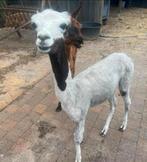 Heel mooi alpaca hengst. Van 10/23 Vr.p 600€, Dieren en Toebehoren