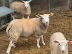 Rammen 4 maand oud., Dieren en Toebehoren, Mannelijk, Schaap, 0 tot 2 jaar