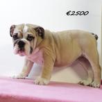 Engelse Bulldog pups te koop, Dieren en Toebehoren, Honden | Bulldogs, Pinschers en Molossers, 15 weken tot 1 jaar, Handelaar