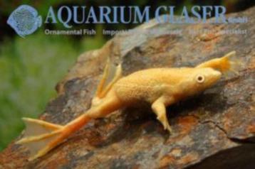 Grenouille pygmée, Amphibien, Domestique, 0 à 2 ans
