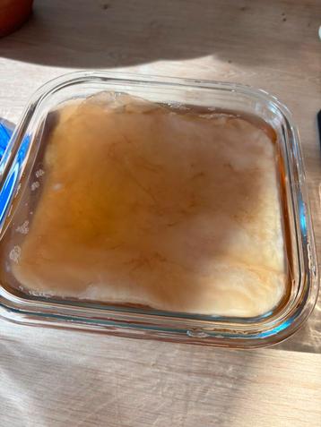 Scoby voor kombucha, Enlèvement