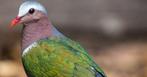 Groenvleugelduif doffer, Animaux & Accessoires, Oiseaux | Oiseaux Autre, Oiseau tropical, Bagué, Mâle