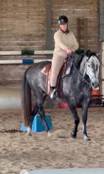 PRE-merrie (6j) met NH-basis en potentieel, Dieren en Toebehoren, Paarden, Merrie, Minder dan 160 cm, Gechipt, 3 tot 6 jaar