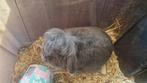 Angora hangoor, Dieren en Toebehoren, Knaagdieren en Konijnen | Toebehoren, Ophalen