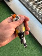 Chardonneret femelle intermédiaire, Dieren en Toebehoren, Vrouwelijk